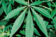BreakingDown選手、大麻使用罪に「日本は植物吸ったら人殺しと同じ量刑なんだ　もっと厳しくするべき法律があるんじゃない？」