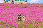 外国人「日本の千葉県でポーズするこの柴犬がキュートだ！」