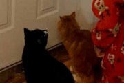 ２匹のネコが玄関で待っていた。いつもはドアを開けると一目散に飛び出す → でも大雨の日は…