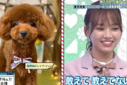 【日向坂46】飼い犬は飼い主に似るとはこのことか・・・・・