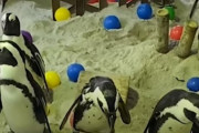 「わー！ここで遊んでいいの？」シンガポール動物園のケープペンギンたちが飼育員さんの作ったプレイグラウンドをエンジョイ！