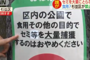 【悲報】 杉並区「セミを沢山取って食べるのは辞めてください?」