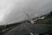 さっき車にガチョウが飛んできたんやけどｗｗｗｗ