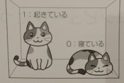 【画像】優しい「シュレディンガーの猫」、発見されるｗｗｗｗ