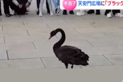 【不吉？】北京・天安門広場に「ブラックスワン」ＳＮＳで話題に
