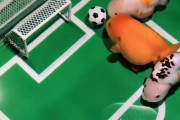 ドリブル・パス・シュートもできる！金魚のサッカーチームを作り上げた中国人男性