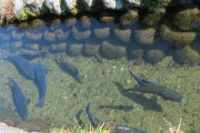 【世界遺産】白川郷の用水路、普通にニジマスがいる