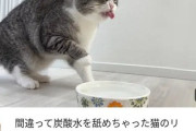 【画像】猫飼ってるやつちょっとこい、これって虐待じゃね？