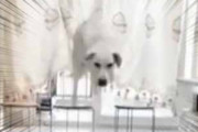 イヌが椅子を飛び越えてやってくる。鍋を使ってガードだ！ → こうなった…
