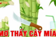 Mơ thấy cây mía điều gì sẽ xảy ra trong tương lai