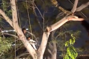 【動画】インドで撮影された木こりの事故。木を切り倒す仕事は危険がいっぱい。