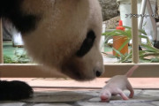 【速報】パンダの赤ちゃん誕生　和歌山・白浜アドベンチャーワールド