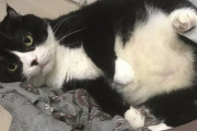 【動画】“太る猫と太らない猫の違い”が一発でよく分かる動画が可愛すぎると話題にｗｗｗｗｗｗｗ