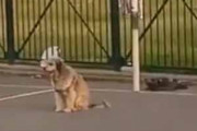 イヌが公園のフットサルコートにいた。ゴールは任せて！ → 犬はこうする…
