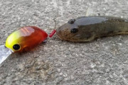 愛知でハゼ釣りたい初心者、今日こそ1匹目を釣る
