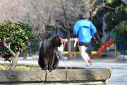 【ねこ画像】公園のねこたち