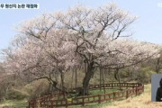 【風物詩】4年ぶり再び、王桜原産地論争…「ソメイヨシノ」も自生地は韓国