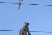 【やっぱ猿だな】小猿が電線から降りれなくなり、親猿に助けを求めた結果→　海外の反応
