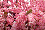 海外「日本は梅の花も見事だね！」日本で満開を迎えた枝垂れ梅と河津桜を見た海外の反応