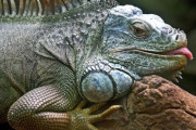 ウェザー・リポートが出没したのか？「イグアナが降ってきます」アメリカの気象局が注意報を発令した理由とは？