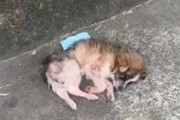 衰弱した子イヌが路上に倒れていた。誰にも見向きもされない → 連絡を受けた保護施設のスタッフが駆けつけた…