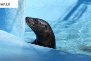 天王寺動物園　行方不明のアシカの赤ちゃん「キュッキュ」見つかる