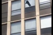 【動画】ネコちゃん、火災のビルから決死のダイブをしてしまう