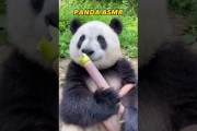 【朗報】パンダさん、豪快に竹を食べる
