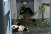 どうぶつ動画ニュース　上野の双子ジャイアントパンダ、２頭とも臼歯生え、体重5550グラムに