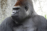 『ゴリラ1頭vs人間100人』　人間が100人で立ち向かえばゴリラに勝てるのか？　勝つのはどっち？　専門家が導き出した結論とは