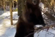 【悲報】ウクライナ軍、人手が足りずにクマを動員