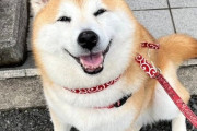 【朗報】イッヌ、散歩でにっこり