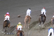 【悲報】高知競馬に凶暴動物が乱入