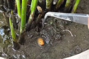 【動画】タウナギってこんな可愛い生き物だったんだ(*´д｀*)