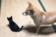 今いる6歳のメス柴の相棒にと、今度子猫を新たに飼おうかと考えているのですが 一緒に飼ってる方いますか？