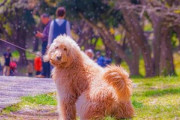 【悲報】犬の散歩めんどくさすぎんか