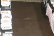 【動画】 弁当屋キッチンDIVEでネズミが走り回る様子が連日激撮され衝撃走る ⇒ 客が悲鳴