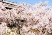 上田城跡公園のソメイヨシノ、史上最速で開花！