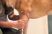 【動画】義足とワンコ。640万再生を集める義足を装着してもらう犬。