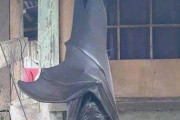 【巨大生物】海外の「コウモリ」がデカすぎて怖い