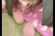 生まれながらに針。ハリネズミの赤ちゃんが可愛すぎるｗｗｗ