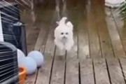 【イヌ】 外は雨が降っていた。庭で遊んでいた犬が帰ってくる → ちゃんとこうします…