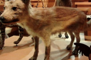 【悲報】ニホンオオカミさん、絶滅して当然だった