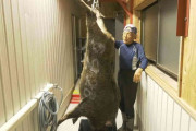 まさに「山の主」…「巨大イノシシ」捕獲に成功　体重140キロ・通常のイノシシの2倍以上、肉は400人前　「怖かった、カバかと思いました」