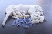 子犬！子犬！子犬！その数、一瞬目を疑うほど！ジョージアンシェパードが合計17匹の子犬を出産！