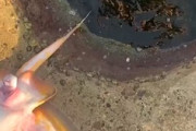 【動画】釣り上げたエイが出産してしまう(@_@;)