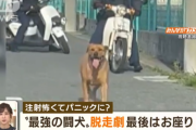 逃走中だった最強の闘犬ピット・ブルさん、警察の「おすわり」に従う