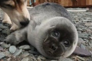 【画像】イッヌさん、落ちてたアザラシの赤ちゃんを育ててしまうｗｗｗｗｗｗ