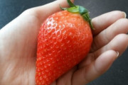 韓国人「韓国が超巨大イチゴの開発に成功！」大人の手のひらサイズで甘さも２倍‥高価でも完売　韓国の反応