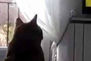 うちのネコがテレビを見ていた。鳥の映像が流れている。捕まえたいのかな？ → こうなる…
